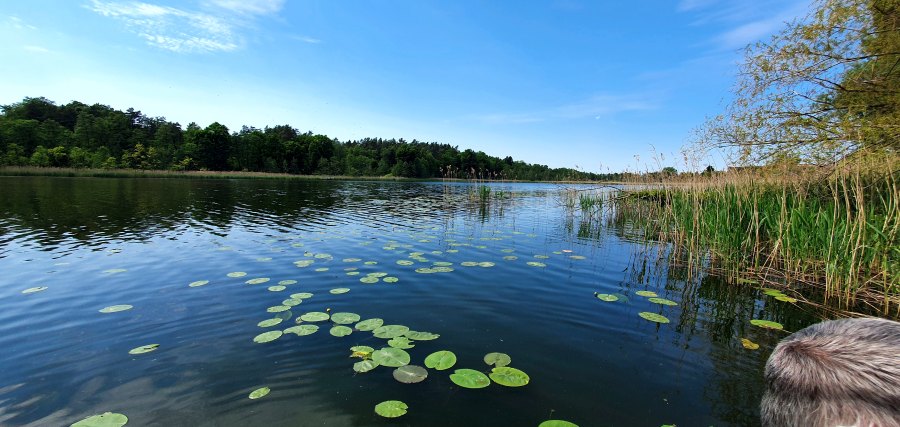 Darßtour im Juni-31.jpg